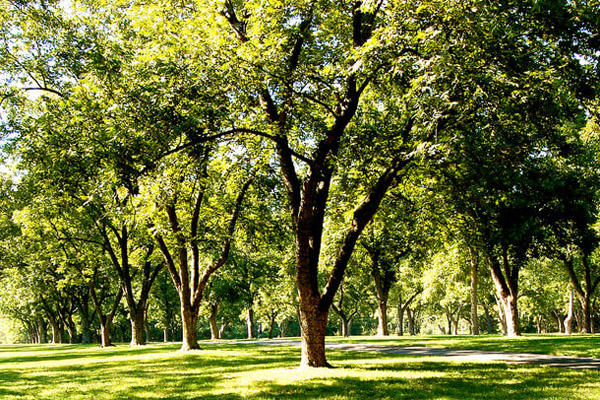 Marshall Texas Tree Service & Tree Health