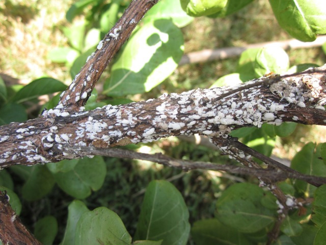 Crype Myrtle Bark Scales